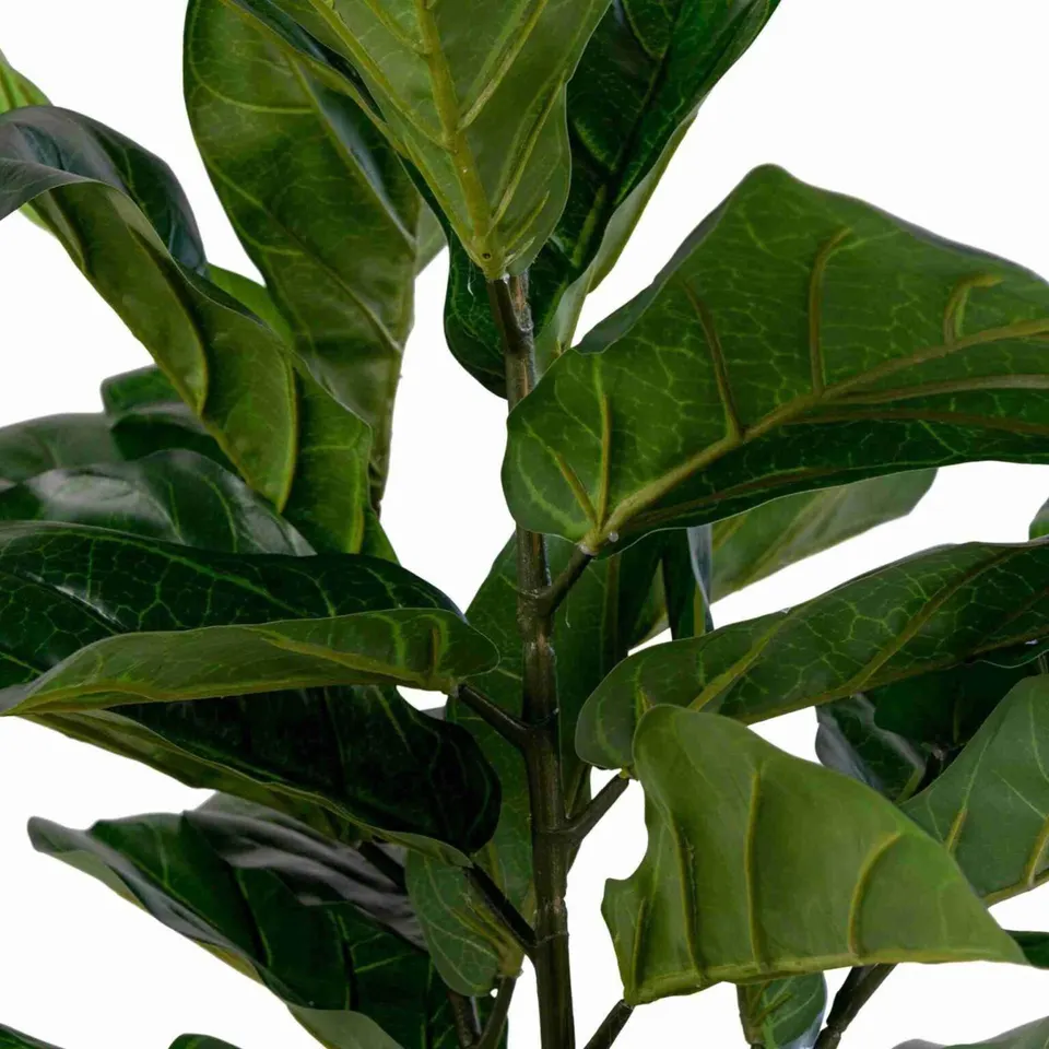 Geigenfeigen Baum  H 100 cm – Ansicht 2